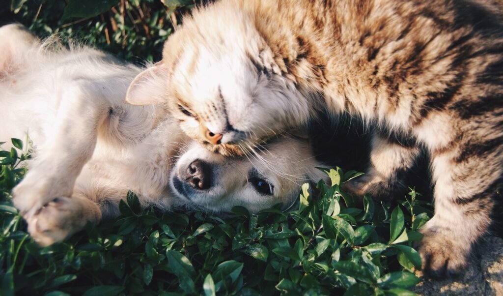sobatpaws