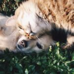 sobatpaws