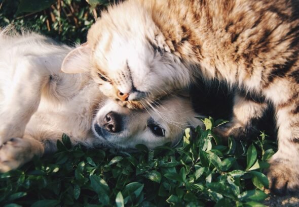 sobatpaws